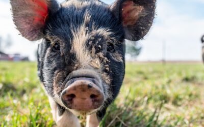 Envie de travailler dans l’agriculture et de construire un projet concret ? Venez en BP REA !